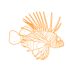 Animals Saltwater Fish Red Lionfish Outline Drawing Svg Vector, Free Vectors File